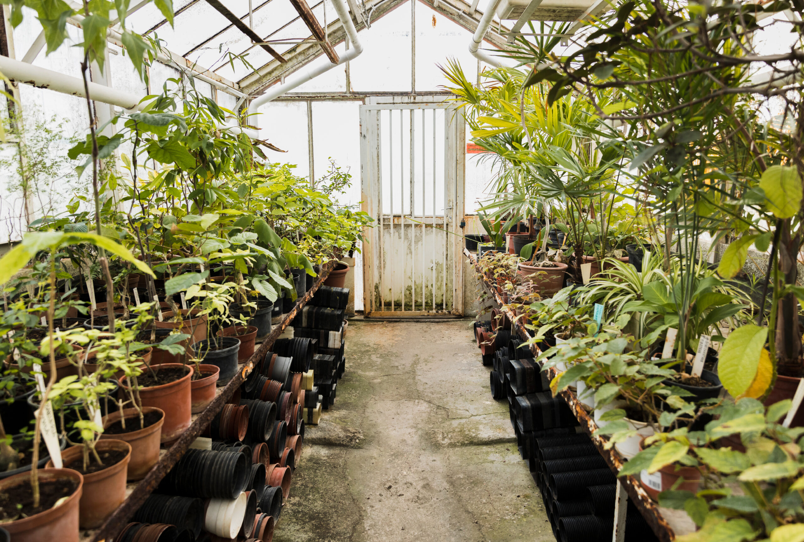 greenhouse